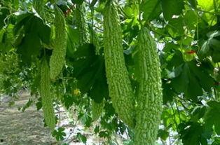 吃瓜就有虫子,瓜中虫子滋生之谜揭秘