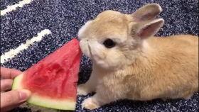 吃瓜小兔子,吃瓜小兔子的趣味食光之旅