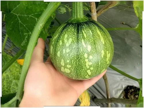 小莘吃瓜,揭秘娱乐圈那些不为人知的幕后故事